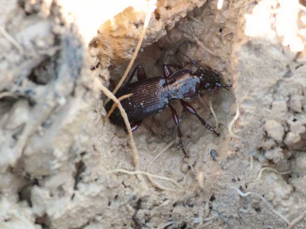 Carterus ? no, Pterostichus macer